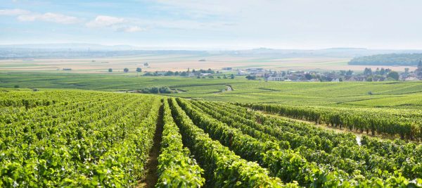 Blog Escales Vers La Champagne Vignes
